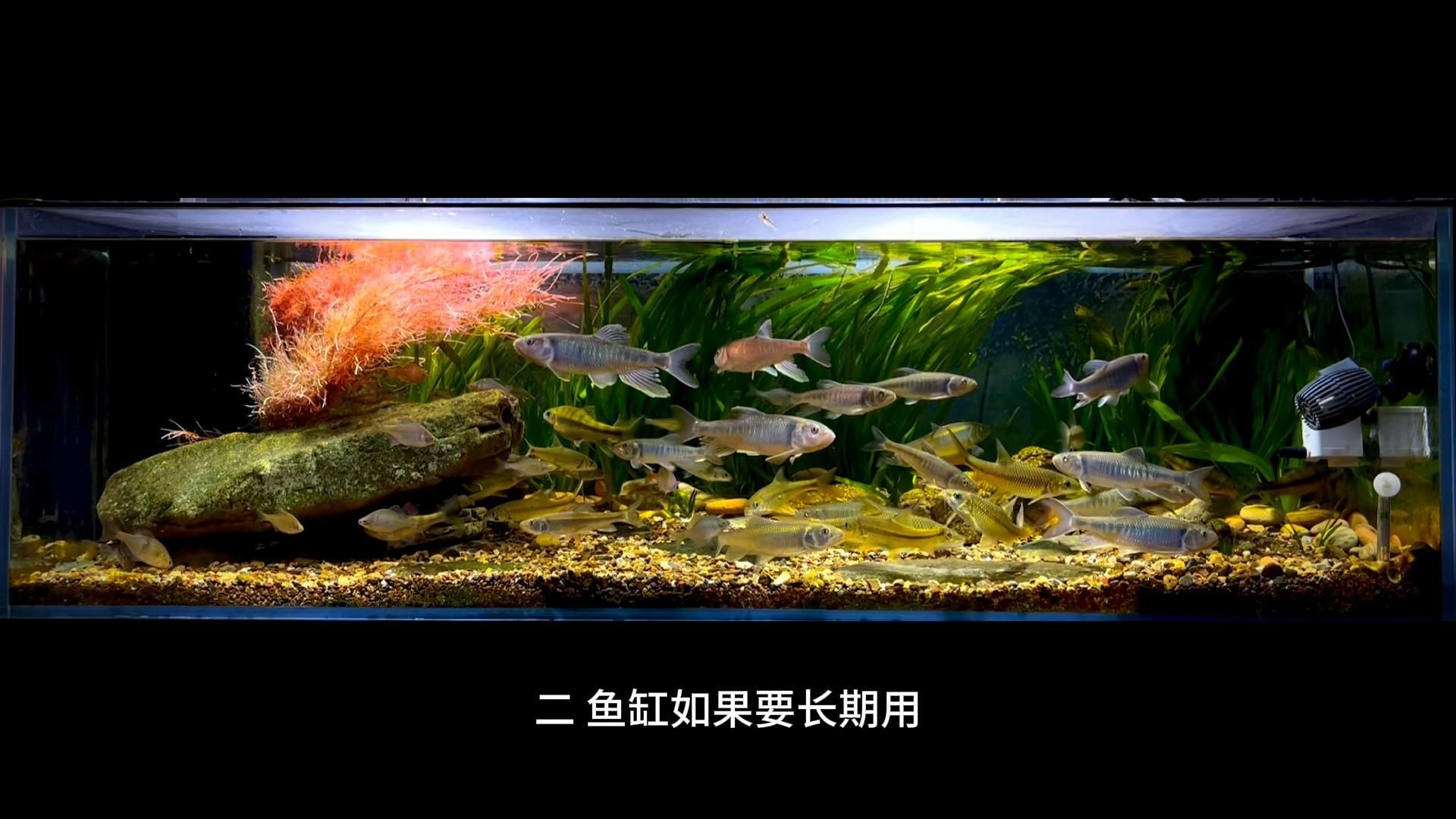 如何選擇適合的魚缸尺寸？，不同魚種對應的魚缸尺寸對照表 如何選擇適合的魚缸尺寸？，不同魚種對應的魚缸尺寸對照表 龍魚百科