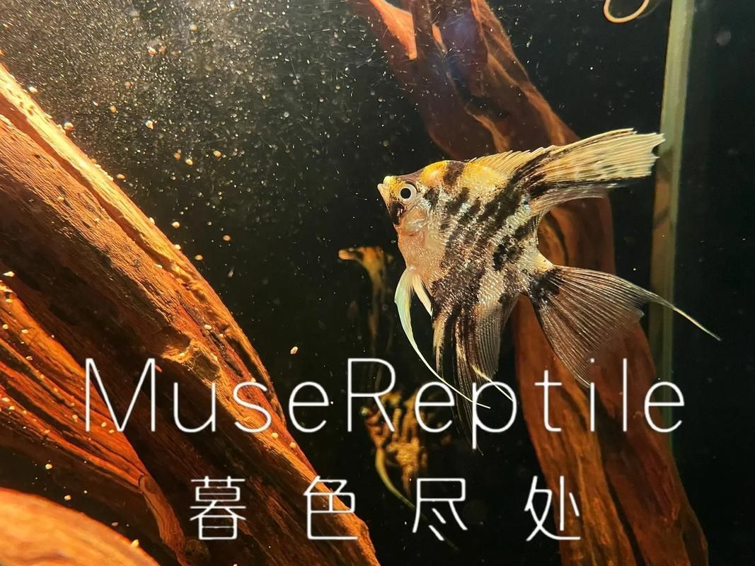 如何預防申古銀版魚疾病？，申古銀版魚疾病預防