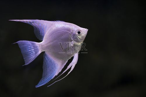 如何預防申古銀版魚疾?。浚旯陪y版魚疾病預防