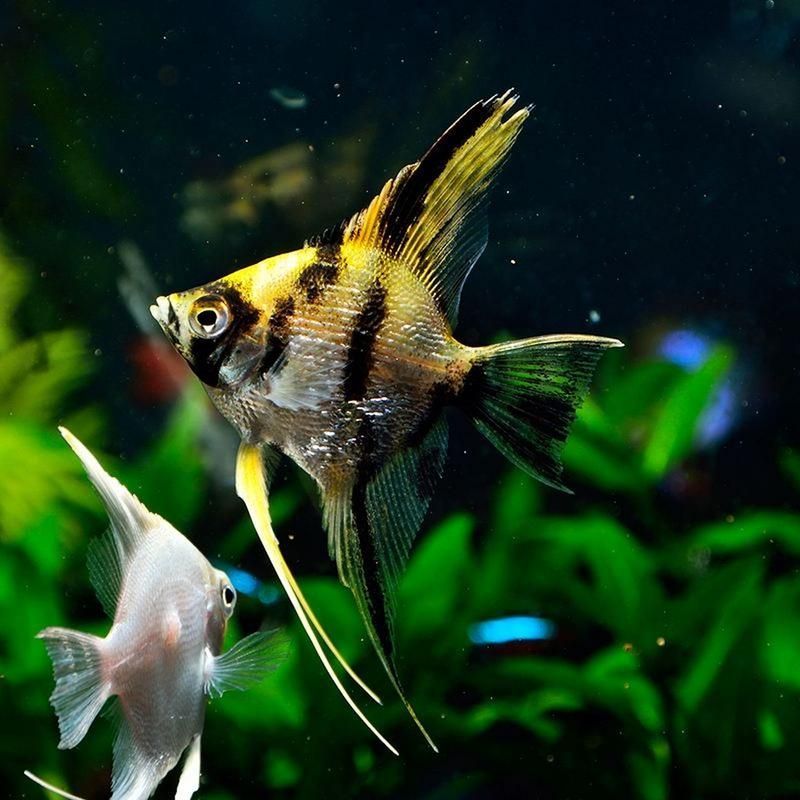 如何預防申古銀版魚疾??？，申古銀版魚疾病預防