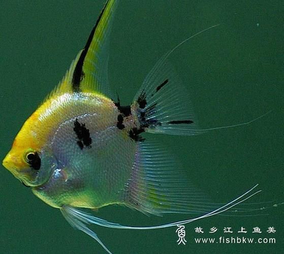 如何預防申古銀版魚疾病？，申古銀版魚疾病預防