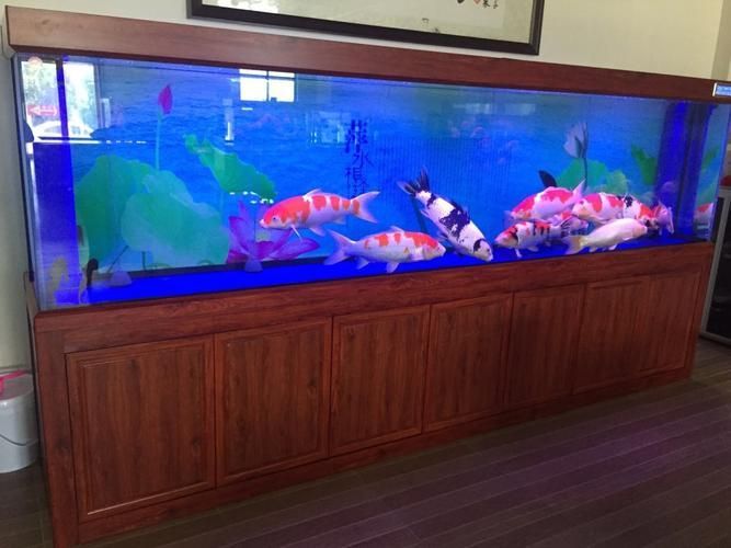 森森龍魚缸哪個系列最好?,“森森龍”的“水族世界”系列和hlh系列哪個值得購買 龍魚百科 第5張 森森龍魚缸哪個系列最好?,“森森龍”的“水族世界”系列和hlh系列哪個值得購買 森森龍魚缸哪個系列最好?,“森森龍”的“水族世界”系列和hlh系列哪個值得購買 龍魚百科 第5張