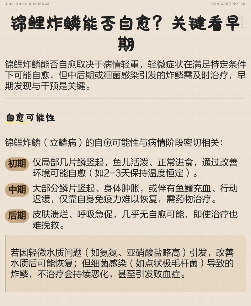 錦鯉炸鱗后多久會(huì)恢復(fù)，錦鯉炸鱗后能否恢復(fù)、恢復(fù)時(shí)間多長(zhǎng)