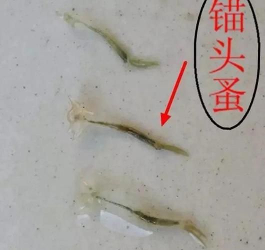 龍魚外寄生蟲治療多久見效，關于龍魚外寄生蟲治療 龍魚外寄生蟲治療多久見效，關于龍魚外寄生蟲治療 龍魚百科 第4張