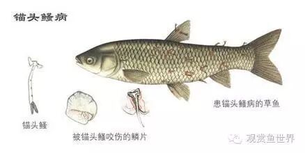 龍魚外寄生蟲治療多久見效，關于龍魚外寄生蟲治療 龍魚外寄生蟲治療多久見效，關于龍魚外寄生蟲治療 龍魚百科 第7張