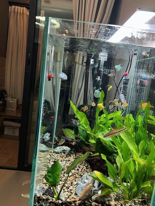 如何購買一方水族產(chǎn)品？，一方水族（yifangaqua） 如何購買一方水族產(chǎn)品？，一方水族（yifangaqua） 龍魚百科 第5張