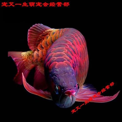 能提供一張辣椒紅龍的圖片嗎，“辣椒紅龍”生成的摘要：以下是根據(jù)您提供的標題 能提供一張辣椒紅龍的圖片嗎，“辣椒紅龍”生成的摘要：以下是根據(jù)您提供的標題 龍魚百科 第21張