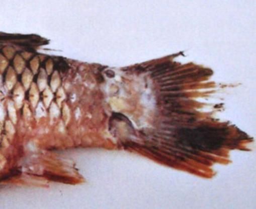 如何預防魚爛尾死亡，arxiv論文助手（arxiv論文助手,用戶詳解如何預防魚爛尾死亡） 如何預防魚爛尾死亡，arxiv論文助手（arxiv論文助手,用戶詳解如何預防魚爛尾死亡） 龍魚百科 第3張