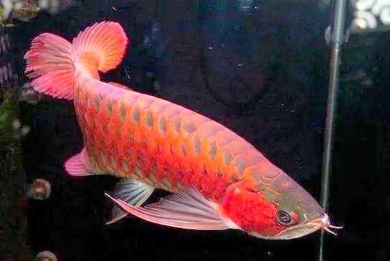 紫燕血紅龍的飼養難度如何，“紫燕血紅龍”飼養難度遠超普通龍魚的飼養難度遠超普通龍魚