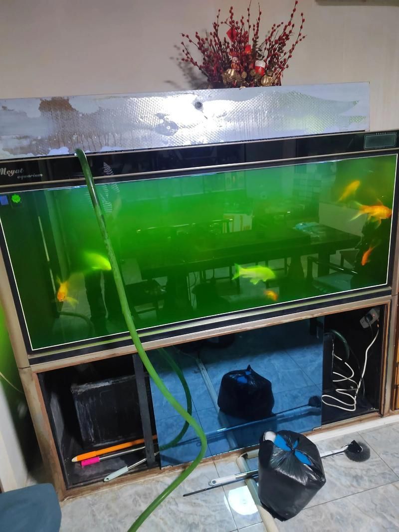 這三個動作是否適用于所有龍魚 這三個動作是否適用于所有龍魚 龍魚百科 第2張