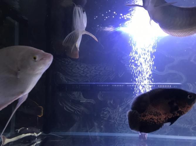 這三個動作是否適用于所有龍魚 這三個動作是否適用于所有龍魚 龍魚百科 第1張