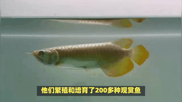 祥龍魚場的錦鯉品質如何？，祥龍魚場的品質如何？