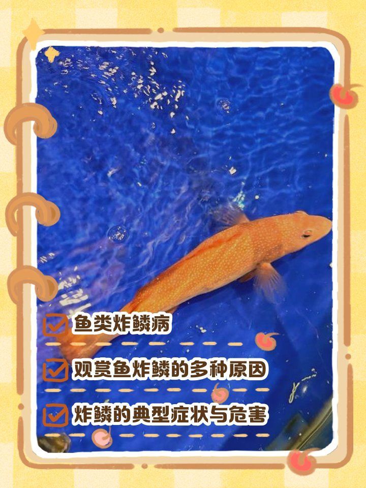 如何判斷炸鱗是否由細菌感染引起 如何判斷炸鱗是否由細菌感染引起 龍魚百科 第1張
