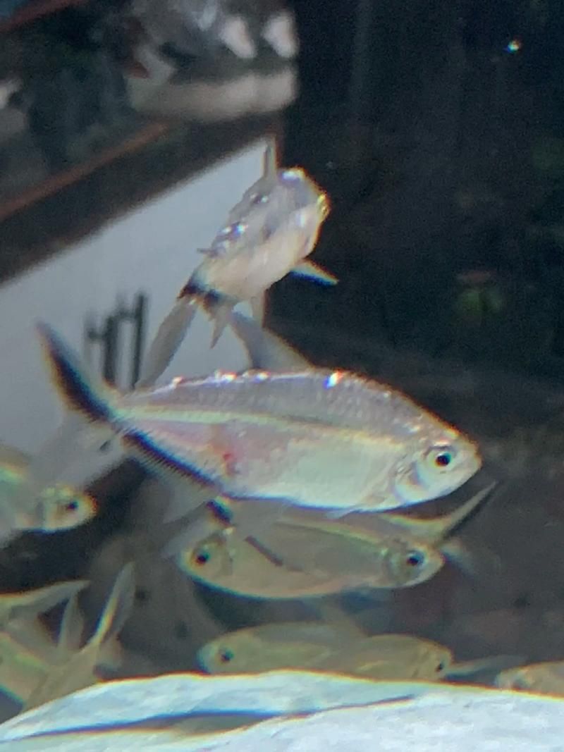 龍魚攻擊黑尾大勾后如何處理？，用戶要求詳解龍魚攻擊黑尾大勾后如何處理，需提供1000字左右的詳細說明并配圖 龍魚攻擊黑尾大勾后如何處理？，用戶要求詳解龍魚攻擊黑尾大勾后如何處理，需提供1000字左右的詳細說明并配圖 龍魚百科 第3張