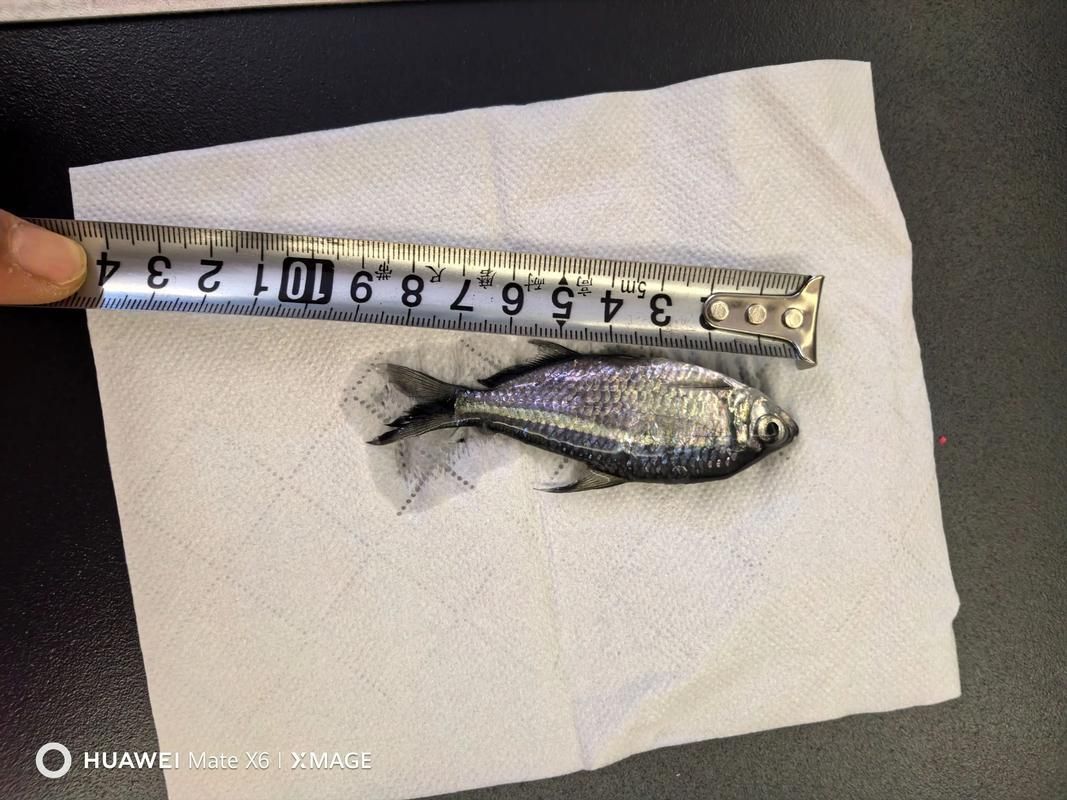 龍魚攻擊黑尾大勾后如何處理？，用戶要求詳解龍魚攻擊黑尾大勾后如何處理，需提供1000字左右的詳細說明并配圖 龍魚攻擊黑尾大勾后如何處理？，用戶要求詳解龍魚攻擊黑尾大勾后如何處理，需提供1000字左右的詳細說明并配圖 龍魚百科 第1張