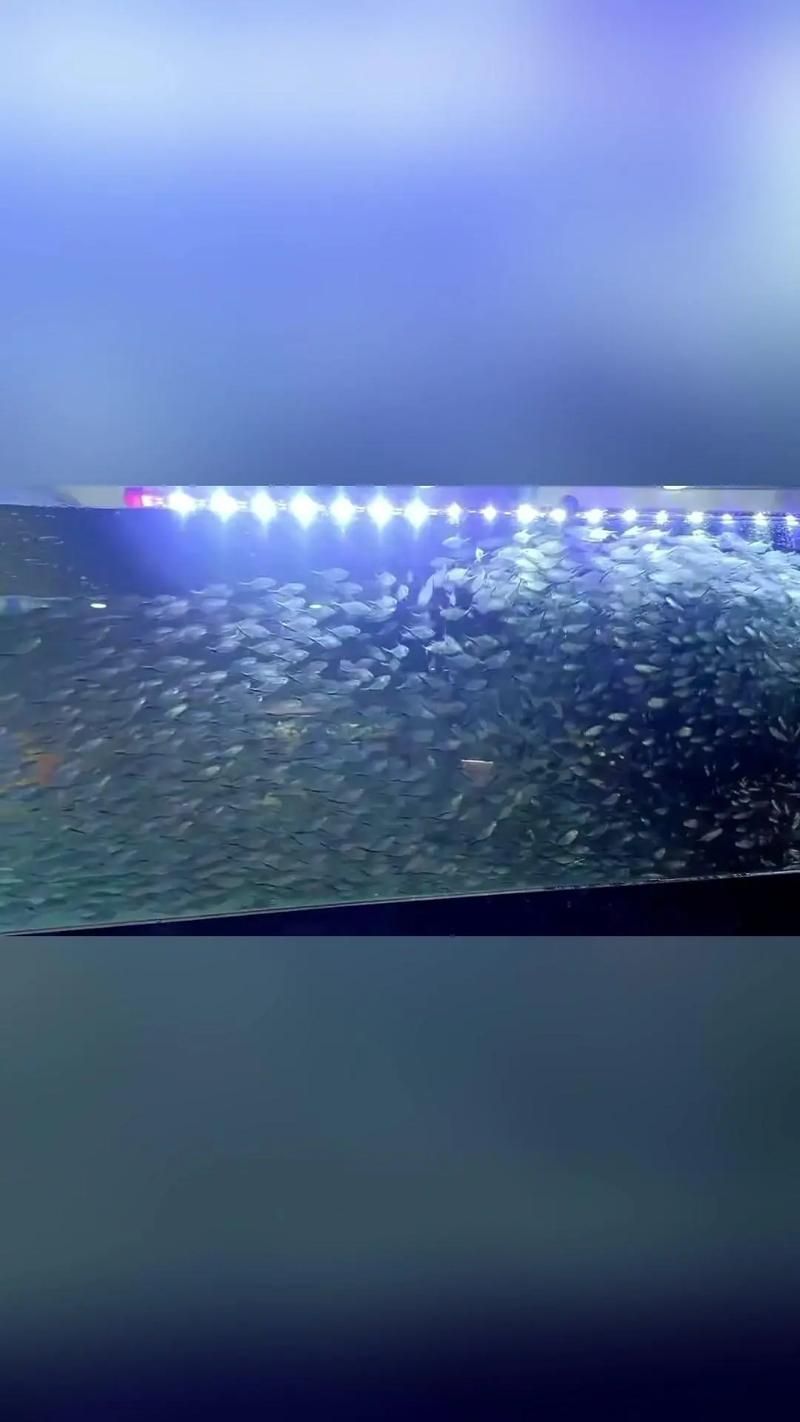 龍魚攻擊黑尾大勾后如何處理？，用戶要求詳解龍魚攻擊黑尾大勾后如何處理，需提供1000字左右的詳細說明并配圖 龍魚攻擊黑尾大勾后如何處理？，用戶要求詳解龍魚攻擊黑尾大勾后如何處理，需提供1000字左右的詳細說明并配圖 龍魚百科 第5張