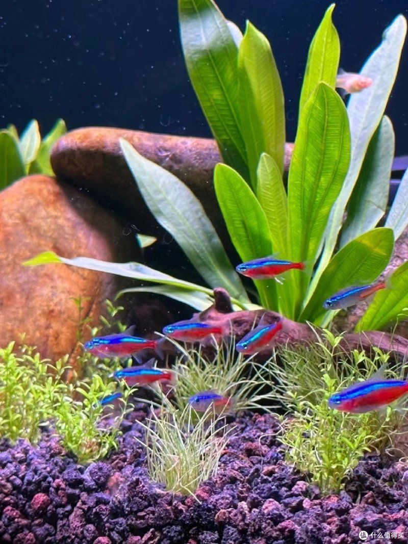 龍魚攻擊黑尾大勾后如何處理？，用戶要求詳解龍魚攻擊黑尾大勾后如何處理，需提供1000字左右的詳細說明并配圖 龍魚攻擊黑尾大勾后如何處理？，用戶要求詳解龍魚攻擊黑尾大勾后如何處理，需提供1000字左右的詳細說明并配圖 龍魚百科 第7張