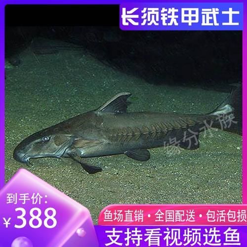 給我一些鐵甲武士魚的圖片，水族愛好者的首選寵物——鐵甲武士魚 給我一些鐵甲武士魚的圖片，水族愛好者的首選寵物——鐵甲武士魚 龍魚百科 第4張