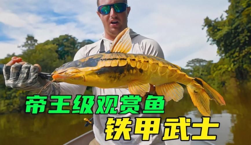 給我一些鐵甲武士魚的圖片，水族愛好者的首選寵物——鐵甲武士魚 給我一些鐵甲武士魚的圖片，水族愛好者的首選寵物——鐵甲武士魚 龍魚百科 第9張