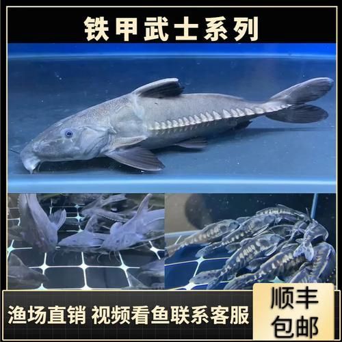 給我一些鐵甲武士魚的圖片，水族愛好者的首選寵物——鐵甲武士魚 給我一些鐵甲武士魚的圖片，水族愛好者的首選寵物——鐵甲武士魚 龍魚百科 第7張