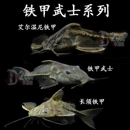 給我一些鐵甲武士魚的圖片，水族愛好者的首選寵物——鐵甲武士魚 給我一些鐵甲武士魚的圖片，水族愛好者的首選寵物——鐵甲武士魚 龍魚百科 第6張