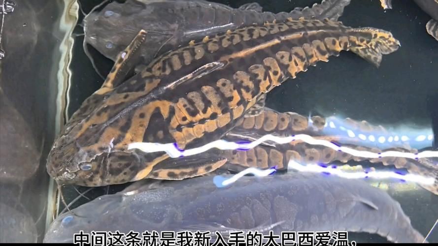 給我一些鐵甲武士魚的圖片，水族愛好者的首選寵物——鐵甲武士魚 給我一些鐵甲武士魚的圖片，水族愛好者的首選寵物——鐵甲武士魚 龍魚百科 第11張