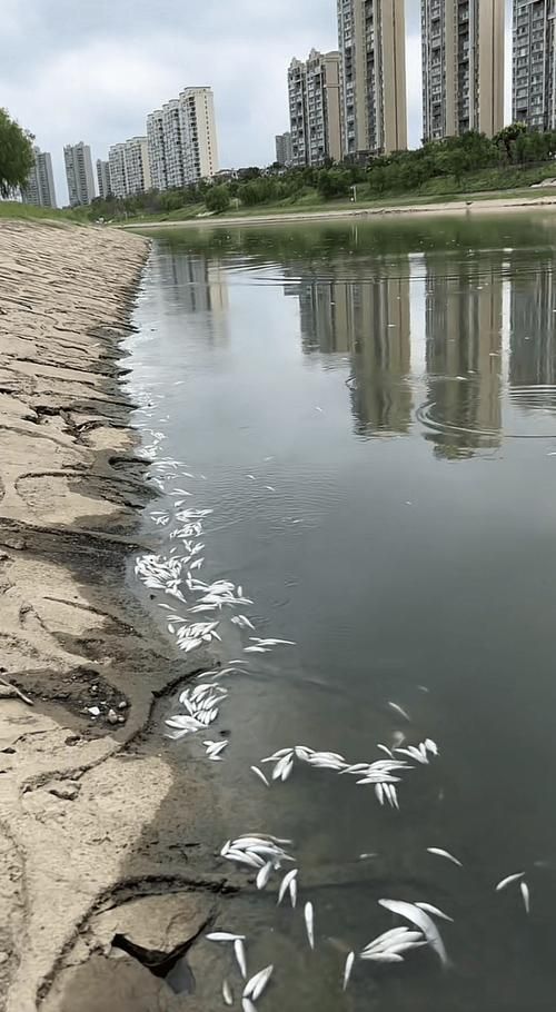 浮頭后如何恢復,養殖池塘養殖技術 龍魚百科 第5張 浮頭后如何恢復,養殖池塘養殖技術 浮頭后如何恢復,養殖池塘養殖技術 龍魚百科 第5張