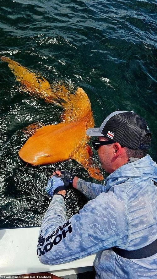 白子球鯊魚,\ 白子球鯊魚, 白子球鯊魚,\