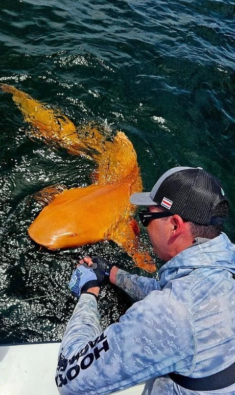 白子球鯊魚,\ 白子球鯊魚, 白子球鯊魚,\