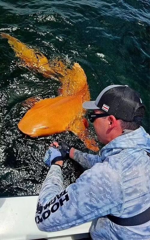白子球鯊魚,\ 白子球鯊魚, 白子球鯊魚,\