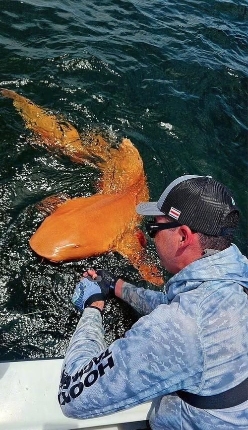 白子球鯊魚,\ 白子球鯊魚, 白子球鯊魚,\