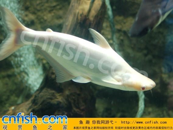 白子球鯊魚,\ 白子球鯊魚, 白子球鯊魚,\
