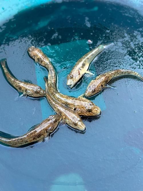 白子球鯊魚,\ 白子球鯊魚, 白子球鯊魚,\