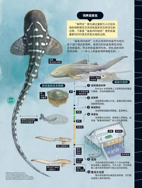 白子球鯊魚,\ 白子球鯊魚, 白子球鯊魚,\