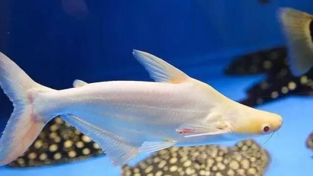 白子球鯊魚,\ 白子球鯊魚, 白子球鯊魚,\