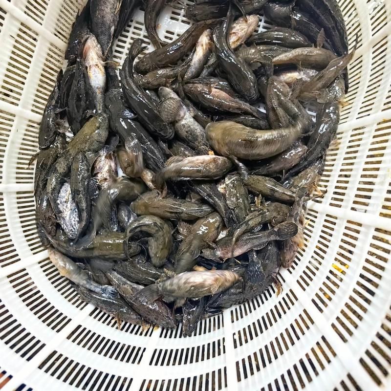 白子球鯊魚,\ 白子球鯊魚, 白子球鯊魚,\