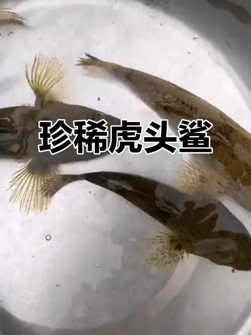 白子球鯊魚,\ 白子球鯊魚, 白子球鯊魚,\