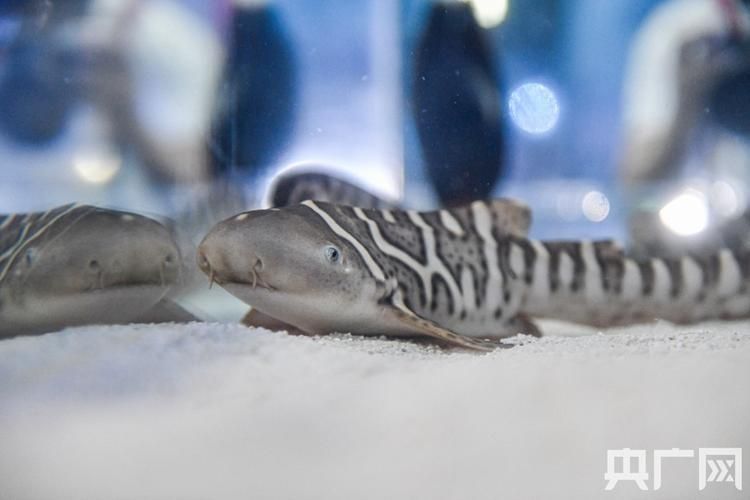 白子球鯊魚,\ 白子球鯊魚, 白子球鯊魚,\