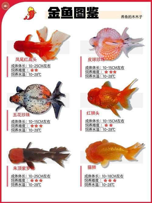 如何預防金魚爛尾感染，如何科學預防金魚爛尾感染 如何預防金魚爛尾感染，如何科學預防金魚爛尾感染 龍魚百科 第4張