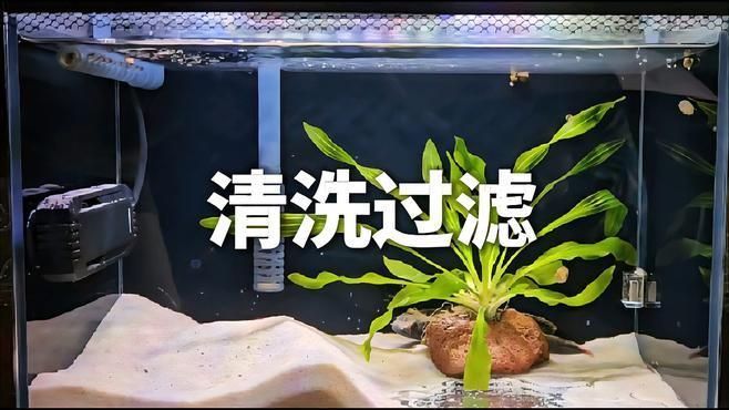 如何預防金魚爛尾感染，如何科學預防金魚爛尾感染 如何預防金魚爛尾感染，如何科學預防金魚爛尾感染 龍魚百科 第6張