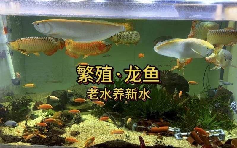 印尼大湖漁場產業聯盟有哪些合作伙伴？，印尼大湖hulu漁場產業聯盟 印尼大湖漁場產業聯盟有哪些合作伙伴？，印尼大湖hulu漁場產業聯盟 龍魚百科 第5張