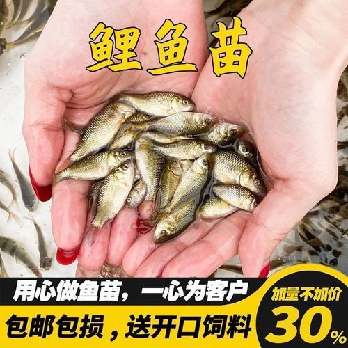 如何判斷龍魚顆粒飼料的沉浮性？，如何判斷龍魚顆粒飼料沉浮性 如何判斷龍魚顆粒飼料的沉浮性？，如何判斷龍魚顆粒飼料沉浮性 龍魚百科 第7張