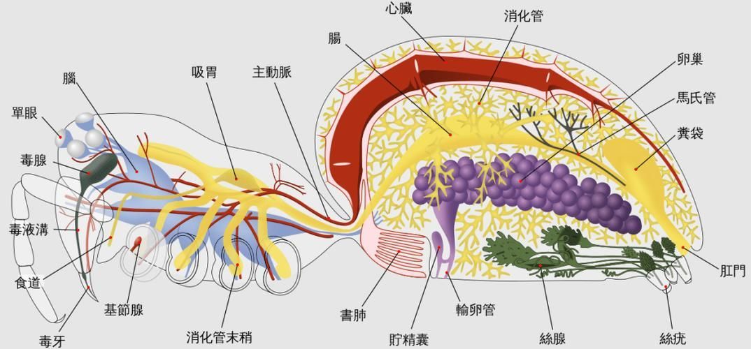 如何判斷蜈?是否安全投喂，arxiv論文助手判斷蜈蚣是否安全投喂 如何判斷蜈?是否安全投喂，arxiv論文助手判斷蜈蚣是否安全投喂 龍魚百科 第4張