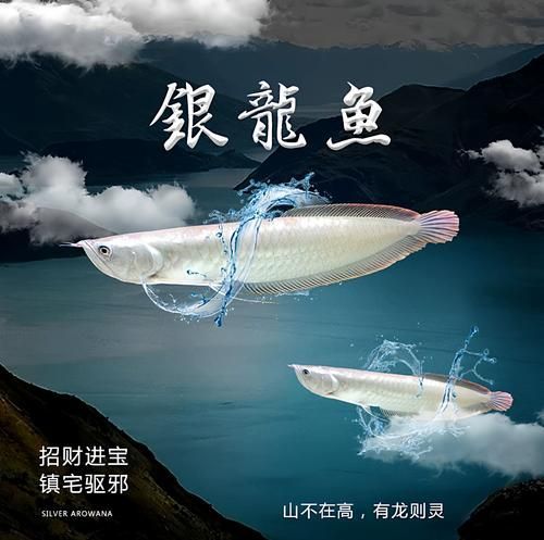 如何判斷七彩銀龍魚的品質(zhì)？，七彩銀龍魚的品質(zhì)可以從以下幾個方面進行：七彩銀龍魚的品質(zhì)判斷 如何判斷七彩銀龍魚的品質(zhì)？，七彩銀龍魚的品質(zhì)可以從以下幾個方面進行：七彩銀龍魚的品質(zhì)判斷 龍魚百科 第3張