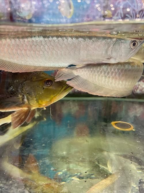 如何判斷七彩銀龍魚的品質(zhì)？，七彩銀龍魚的品質(zhì)可以從以下幾個方面進行：七彩銀龍魚的品質(zhì)判斷 如何判斷七彩銀龍魚的品質(zhì)？，七彩銀龍魚的品質(zhì)可以從以下幾個方面進行：七彩銀龍魚的品質(zhì)判斷 龍魚百科 第5張