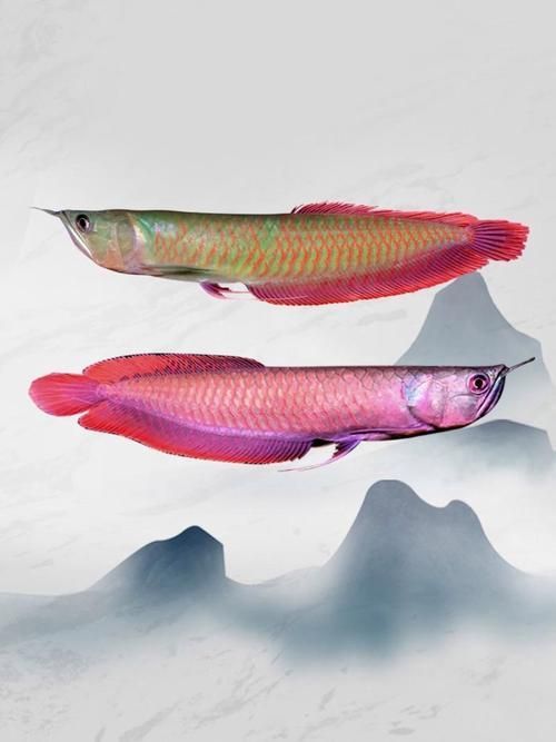 如何判斷七彩銀龍魚的品質(zhì)？，七彩銀龍魚的品質(zhì)可以從以下幾個方面進行：七彩銀龍魚的品質(zhì)判斷 如何判斷七彩銀龍魚的品質(zhì)？，七彩銀龍魚的品質(zhì)可以從以下幾個方面進行：七彩銀龍魚的品質(zhì)判斷 龍魚百科 第1張