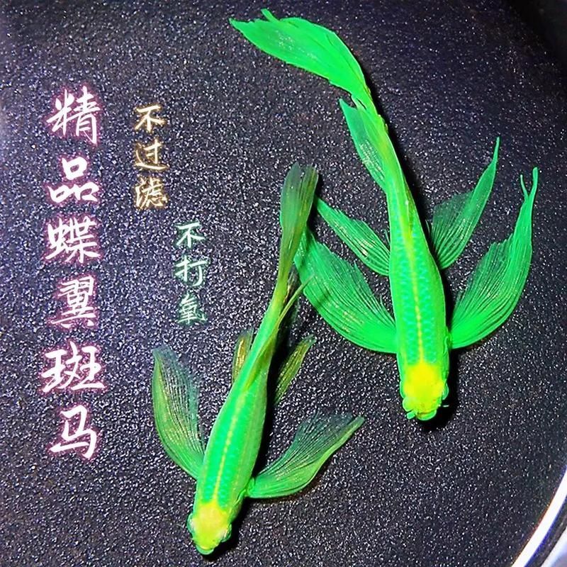 如何判斷七彩銀龍魚的品質(zhì)？，七彩銀龍魚的品質(zhì)可以從以下幾個方面進行：七彩銀龍魚的品質(zhì)判斷 如何判斷七彩銀龍魚的品質(zhì)？，七彩銀龍魚的品質(zhì)可以從以下幾個方面進行：七彩銀龍魚的品質(zhì)判斷 龍魚百科 第6張