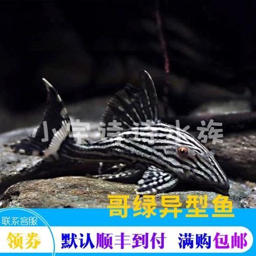 哥倫比亞和秘魯綠皮皇冠豹哪個更受歡迎?,哥倫比亞綠皮皇冠豹與秘魯綠皮皇冠豹的區別 龍魚百科 第10張 哥倫比亞和秘魯綠皮皇冠豹哪個更受歡迎?,哥倫比亞綠皮皇冠豹與秘魯綠皮皇冠豹的區別 哥倫比亞和秘魯綠皮皇冠豹哪個更受歡迎?,哥倫比亞綠皮皇冠豹與秘魯綠皮皇冠豹的區別 龍魚百科 第10張