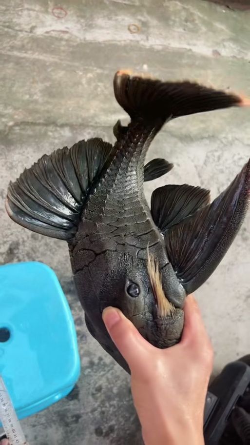 哥倫比亞和秘魯綠皮皇冠豹哪個更受歡迎?,哥倫比亞綠皮皇冠豹與秘魯綠皮皇冠豹的區別 龍魚百科 第8張 哥倫比亞和秘魯綠皮皇冠豹哪個更受歡迎?,哥倫比亞綠皮皇冠豹與秘魯綠皮皇冠豹的區別 哥倫比亞和秘魯綠皮皇冠豹哪個更受歡迎?,哥倫比亞綠皮皇冠豹與秘魯綠皮皇冠豹的區別 龍魚百科 第8張