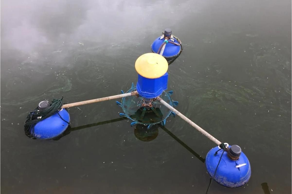 魚浮頭后如何護理 魚浮頭后如何護理 龍魚百科 第8張